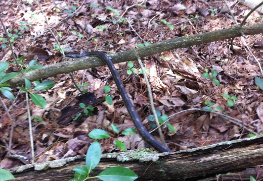 Sheltowee Trace, Red River Gorge